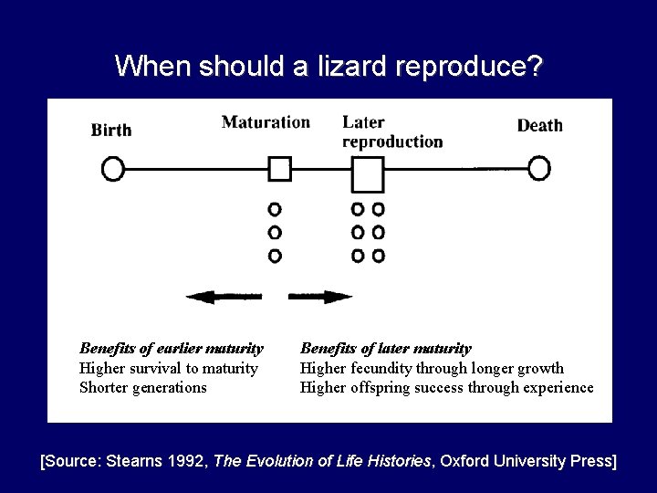 When should a lizard reproduce? Benefits of earlier maturity Higher survival to maturity Shorter