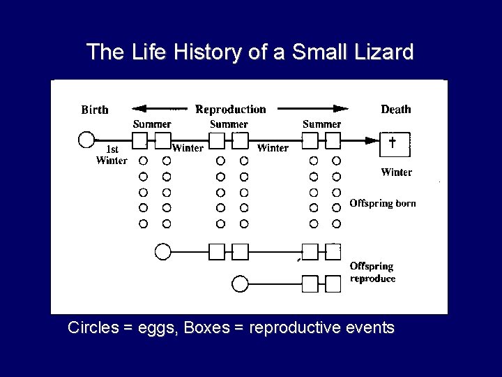 The Life History of a Small Lizard Circles = eggs, Boxes = reproductive events