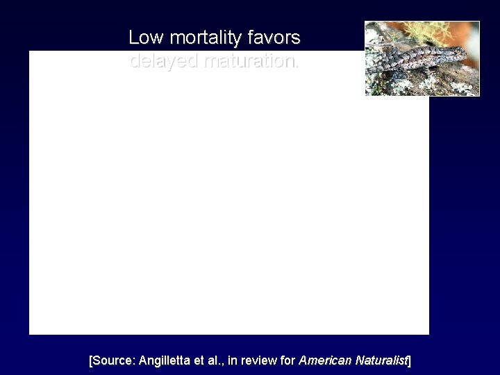 Low mortality favors delayed maturation. [Source: Angilletta et al. , in review for American