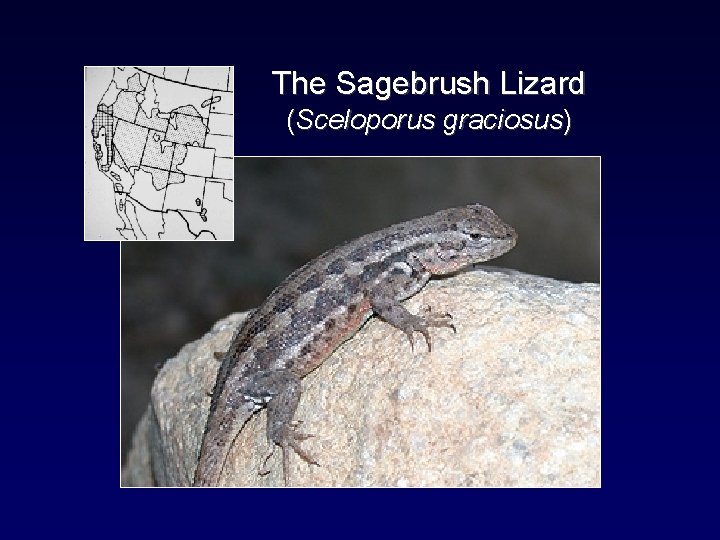 The Sagebrush Lizard (Sceloporus graciosus) 