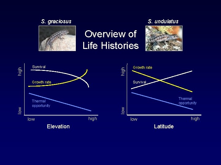 S. graciosus S. undulatus Survival high Overview of Life Histories Survival Thermal opportunity low