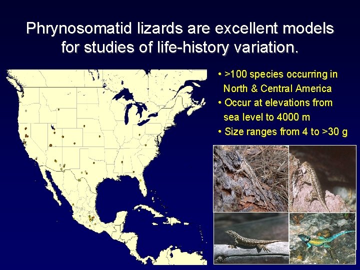 Phrynosomatid lizards are excellent models for studies of life-history variation. • >100 species occurring