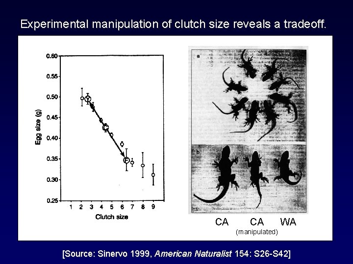 Experimental manipulation of clutch size reveals a tradeoff. CA CA WA (manipulated) [Source: Sinervo