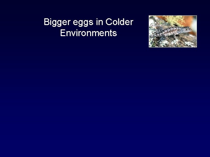 Bigger eggs in Colder Environments 