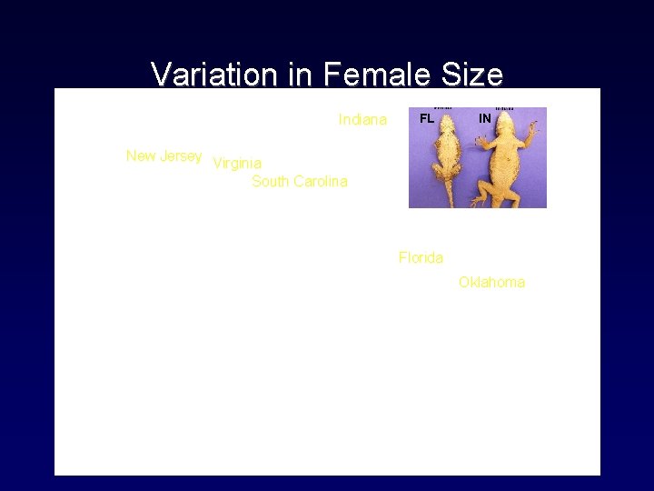 Variation in Female Size Indiana New Jersey FL IN Virginia South Carolina Florida Oklahoma