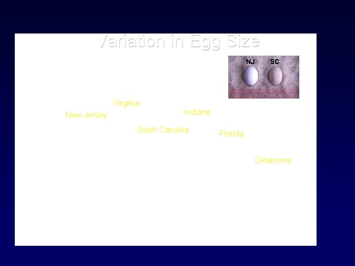 Variation in Egg Size NJ SC Virginia New Jersey Indiana South Carolina Florida Oklahoma