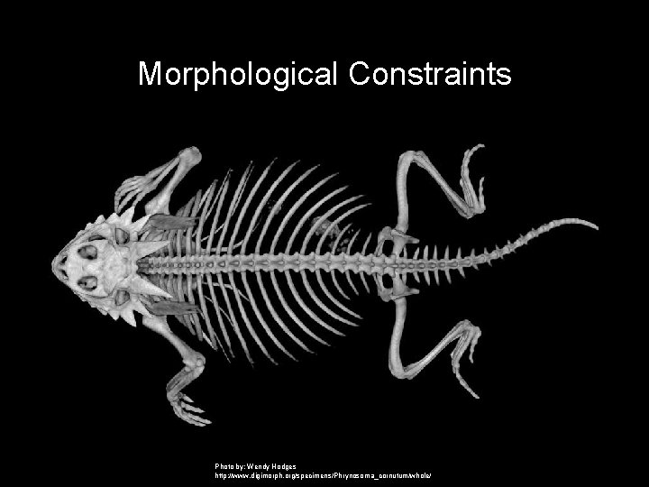 Morphological Constraints Photo by: Wendy Hodges http: //www. digimorph. org/specimens/Phrynosoma_cornutum/whole/ 