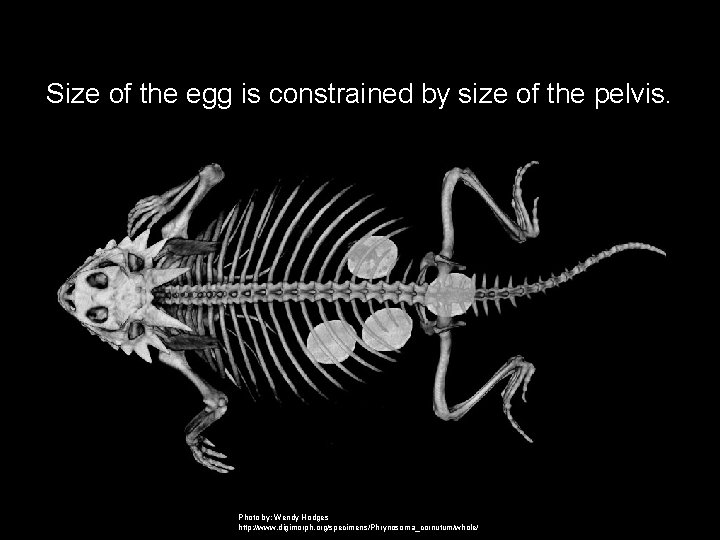 Size of the egg is constrained by size of the pelvis. Photo by: Wendy