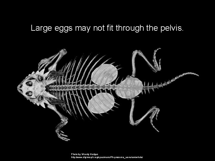 Large eggs may not fit through the pelvis. Photo by: Wendy Hodges http: //www.