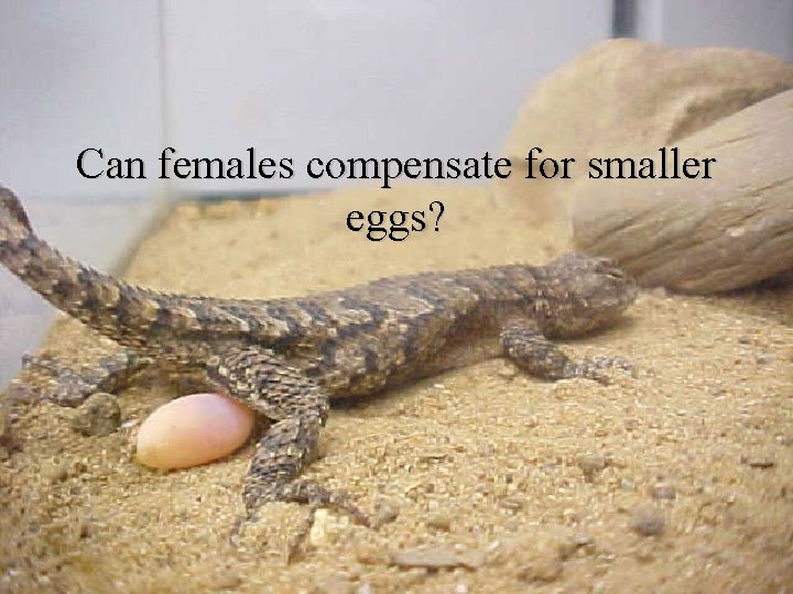 Can females compensate for smaller eggs? 