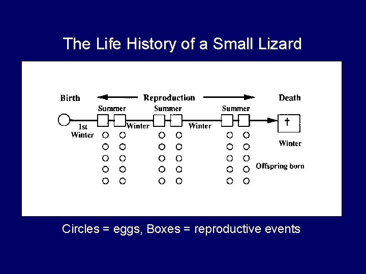 The Life History of a Small Lizard Circles = eggs, Boxes = reproductive events