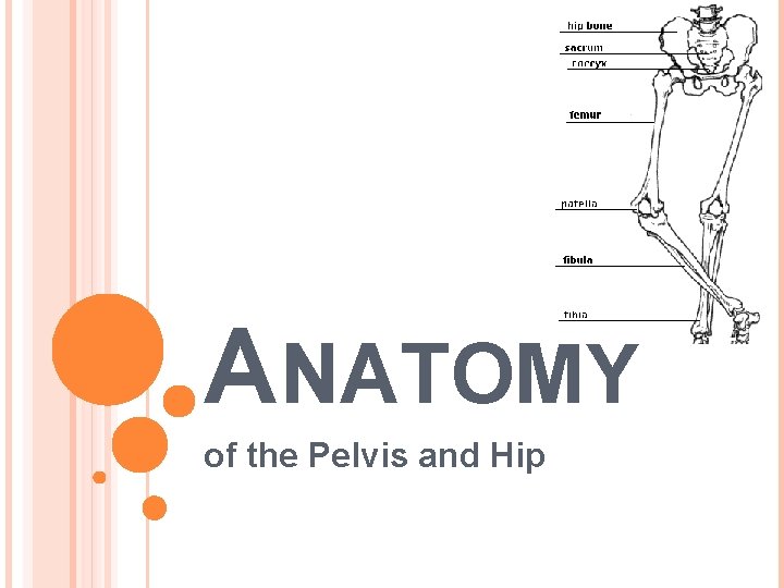 ANATOMY of the Pelvis and Hip 