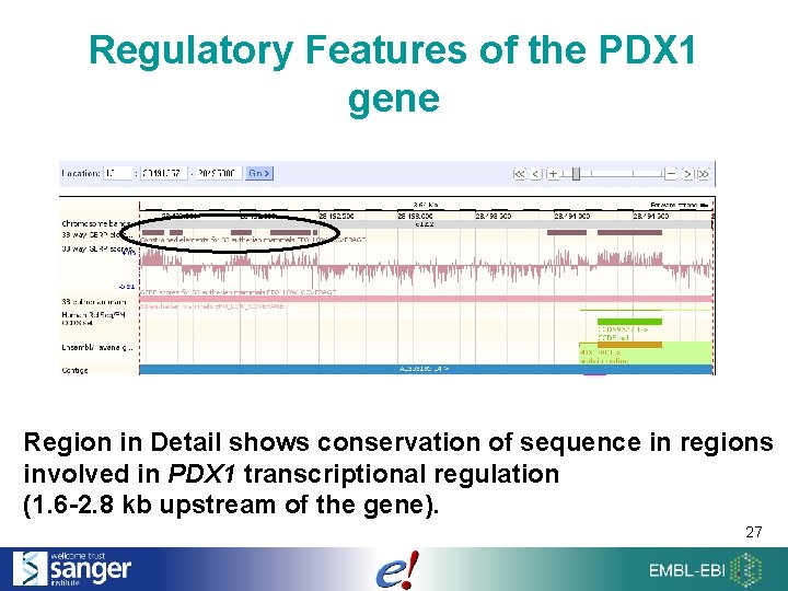 Regulatory Features of the PDX 1 gene Region in Detail shows conservation of sequence