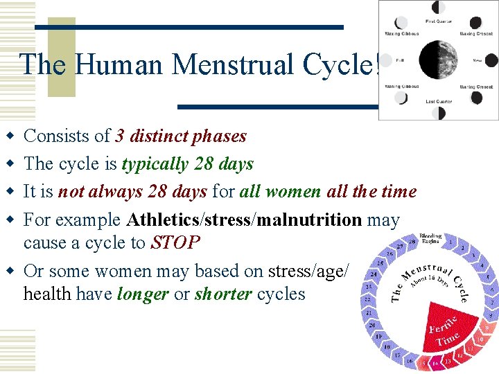 The Human Menstrual Cycle! w w Consists of 3 distinct phases The cycle is