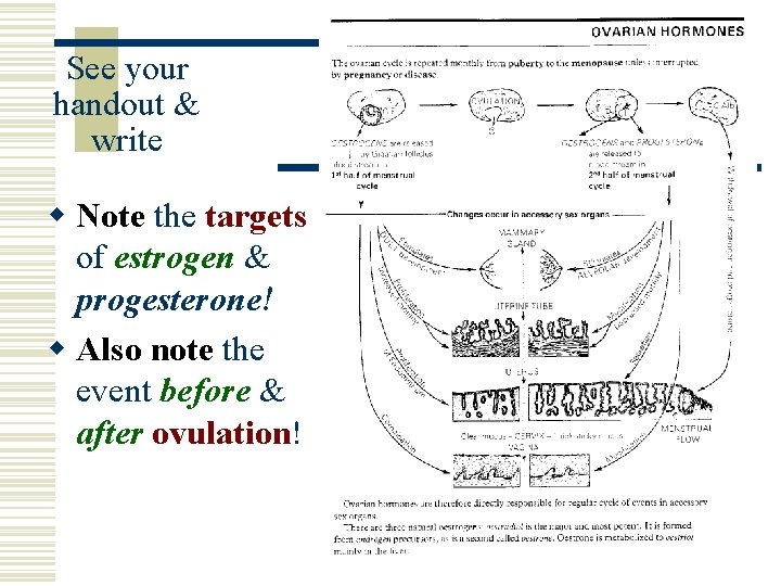 See your handout & write w Note the targets of estrogen & progesterone! w