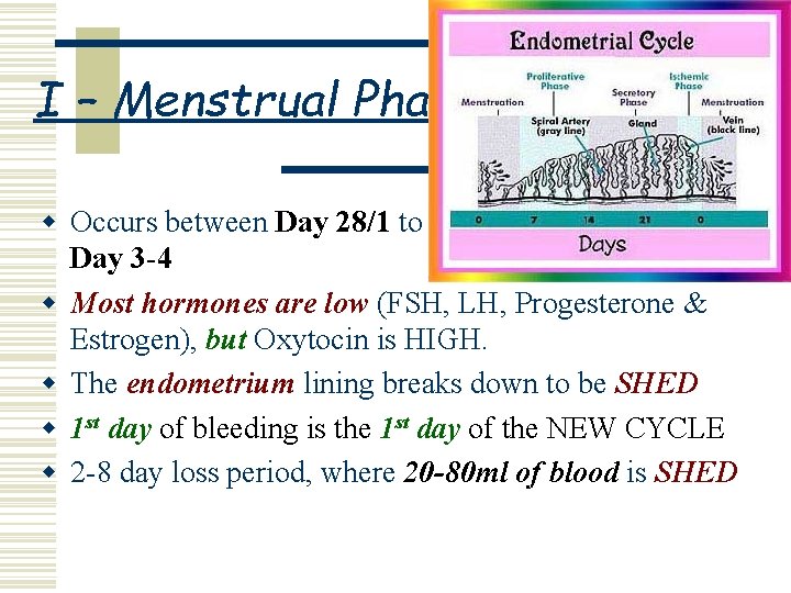 I – Menstrual Phase: w Occurs between Day 28/1 to Day 3 -4 w