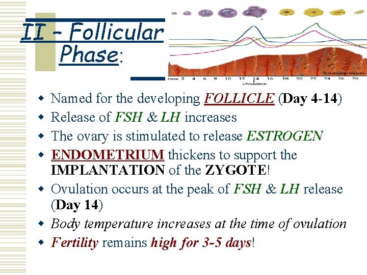 II – Follicular Phase: w w Named for the developing FOLLICLE (Day 4 -14)