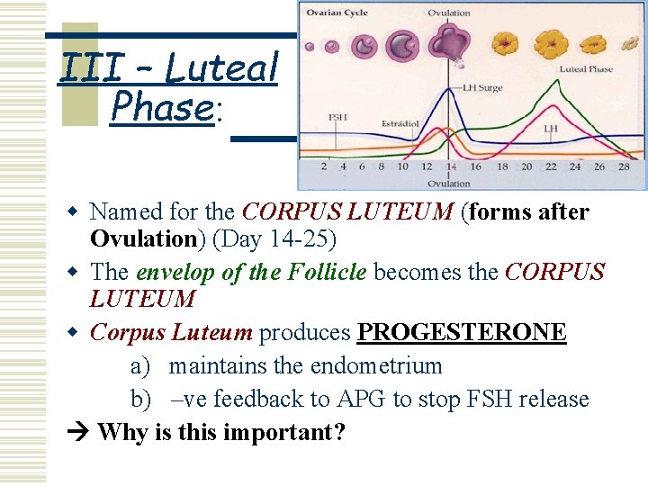 III – Luteal Phase: w Named for the CORPUS LUTEUM (forms after Ovulation) (Day