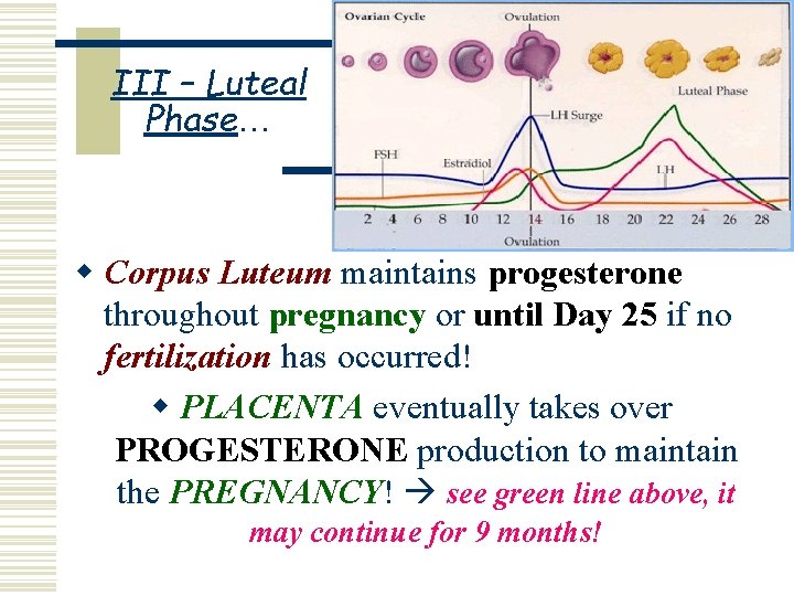 III – Luteal Phase… w Corpus Luteum maintains progesterone throughout pregnancy or until Day