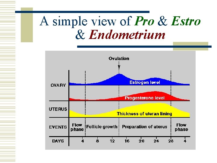 A simple view of Pro & Estro & Endometrium 