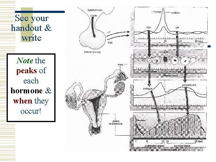 See your handout & write Note the peaks of each hormone & when they