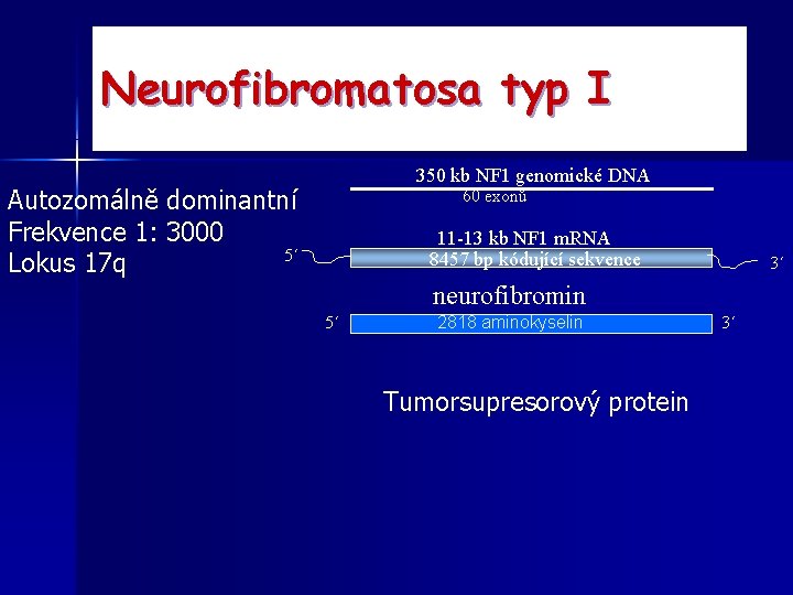 Neurofibromatosa typ I 350 kb NF 1 genomické DNA Autozomálně dominantní Frekvence 1: 3000