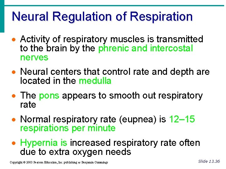 Neural Regulation of Respiration · Activity of respiratory muscles is transmitted to the brain