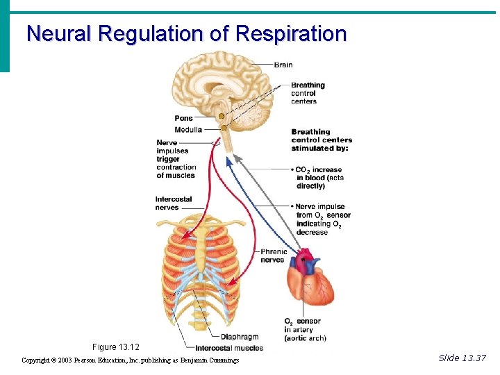 Neural Regulation of Respiration Figure 13. 12 Copyright © 2003 Pearson Education, Inc. publishing
