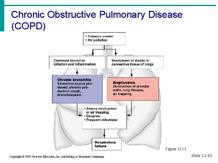 Chronic Obstructive Pulmonary Disease (COPD) Figure 13. 13 Copyright © 2003 Pearson Education, Inc.