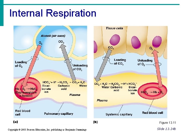 Internal Respiration Figure 13. 11 Copyright © 2003 Pearson Education, Inc. publishing as Benjamin