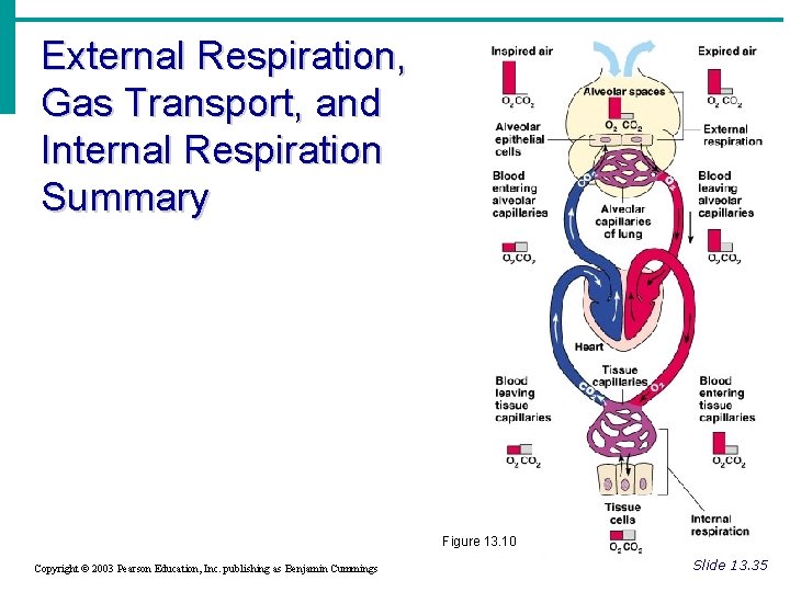 External Respiration, Gas Transport, and Internal Respiration Summary Figure 13. 10 Copyright © 2003