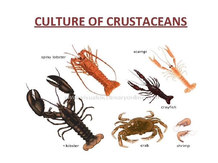 CULTURE OF CRUSTACEANS 