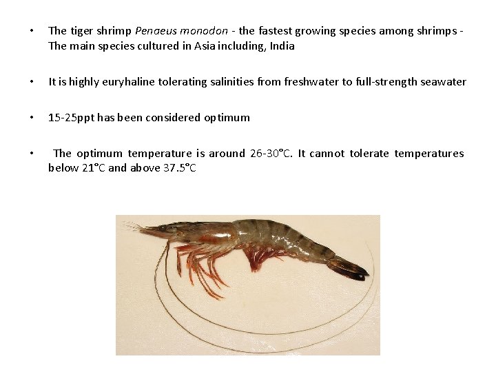  • The tiger shrimp Penaeus monodon - the fastest growing species among shrimps