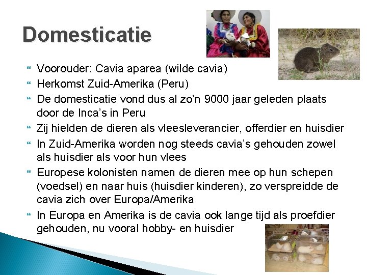 Domesticatie Voorouder: Cavia aparea (wilde cavia) Herkomst Zuid-Amerika (Peru) De domesticatie vond dus al Domesticatie Voorouder: Cavia aparea (wilde cavia) Herkomst Zuid-Amerika (Peru) De domesticatie vond dus al