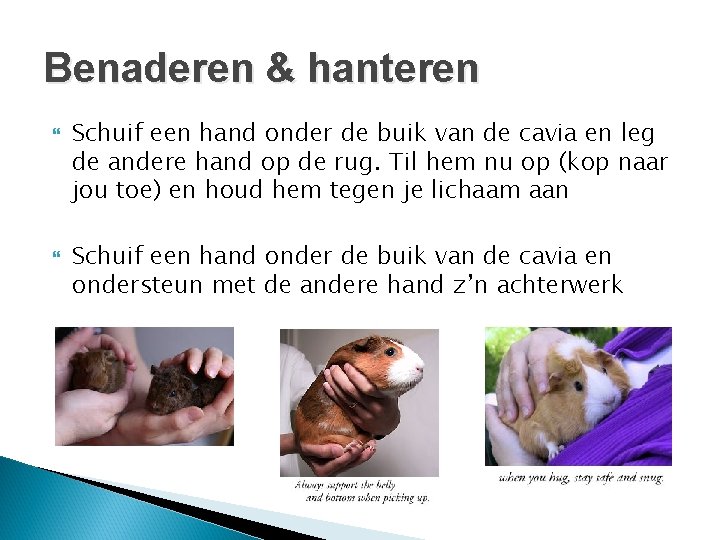 Benaderen & hanteren Schuif een hand onder de buik van de cavia en leg