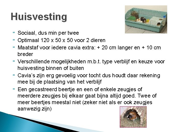Huisvesting Sociaal, dus min per twee Optimaal 120 x 50 voor 2 dieren Maatstaf Huisvesting Sociaal, dus min per twee Optimaal 120 x 50 voor 2 dieren Maatstaf