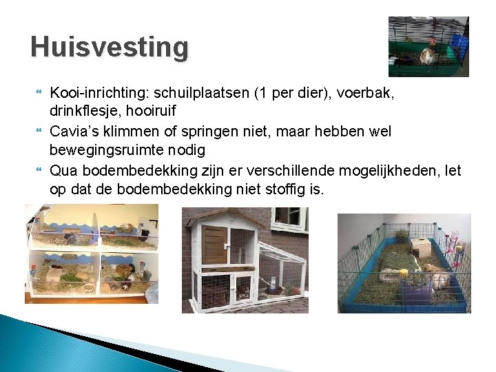 Huisvesting Kooi-inrichting: schuilplaatsen (1 per dier), voerbak, drinkflesje, hooiruif Cavia’s klimmen of springen niet,