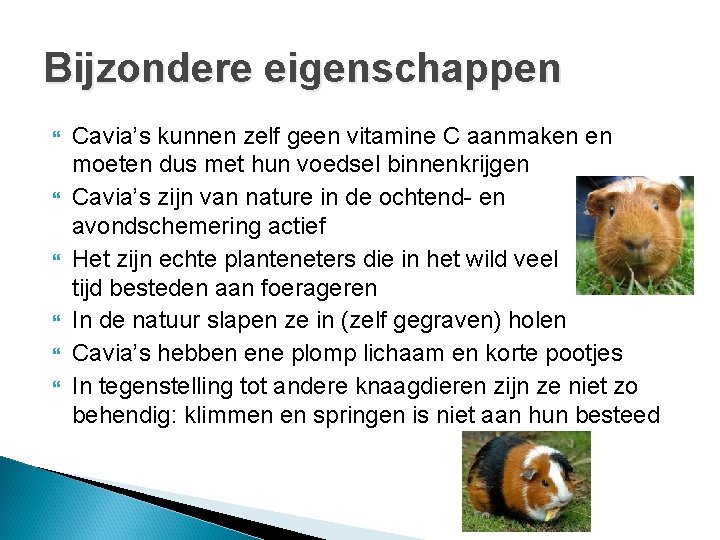 Bijzondere eigenschappen Cavia’s kunnen zelf geen vitamine C aanmaken en moeten dus met hun