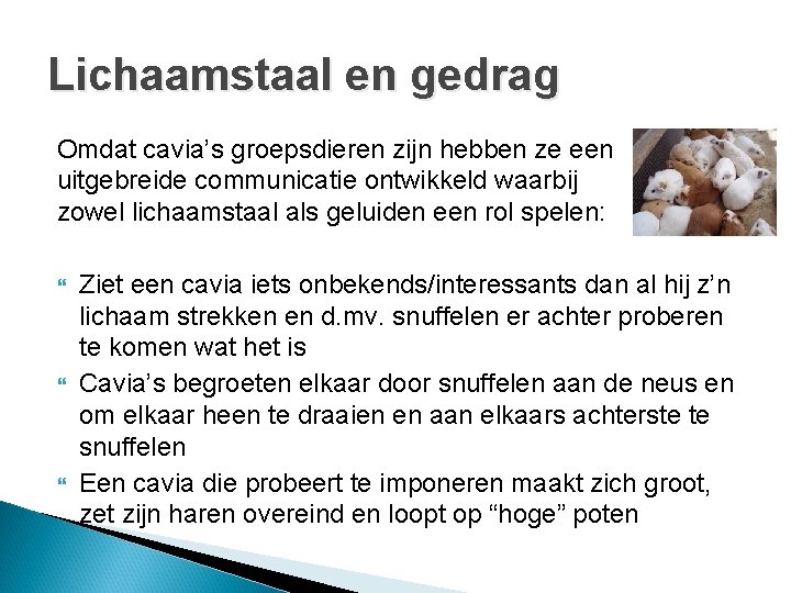 Lichaamstaal en gedrag Omdat cavia’s groepsdieren zijn hebben ze een uitgebreide communicatie ontwikkeld waarbij