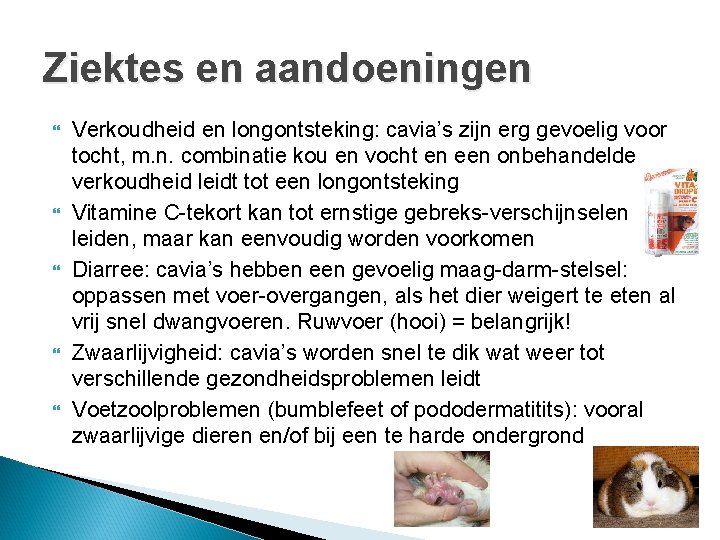 Ziektes en aandoeningen Verkoudheid en longontsteking: cavia’s zijn erg gevoelig voor tocht, m. n. Ziektes en aandoeningen Verkoudheid en longontsteking: cavia’s zijn erg gevoelig voor tocht, m. n.
