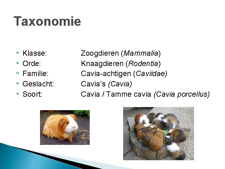 Taxonomie Klasse: Orde: Familie: Geslacht: Soort: Zoogdieren (Mammalia) Knaagdieren (Rodentia) Cavia-achtigen (Caviidae) Cavia’s (Cavia) Taxonomie Klasse: Orde: Familie: Geslacht: Soort: Zoogdieren (Mammalia) Knaagdieren (Rodentia) Cavia-achtigen (Caviidae) Cavia’s (Cavia)