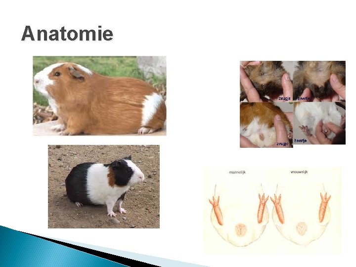 Anatomie Anatomie