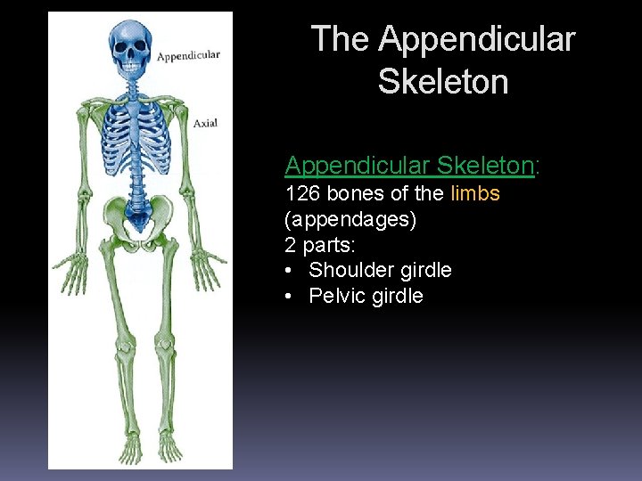 The Appendicular Skeleton: 126 bones of the limbs (appendages) 2 parts: • Shoulder girdle