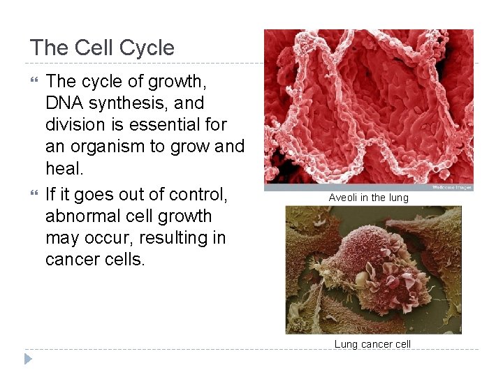 The Cell Cycle The cycle of growth, DNA synthesis, and division is essential for