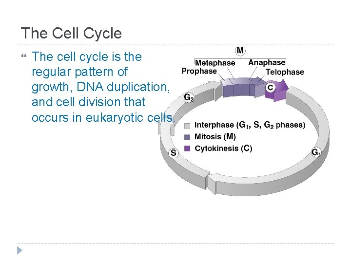 The Cell Cycle The cell cycle is the regular pattern of growth, DNA duplication,