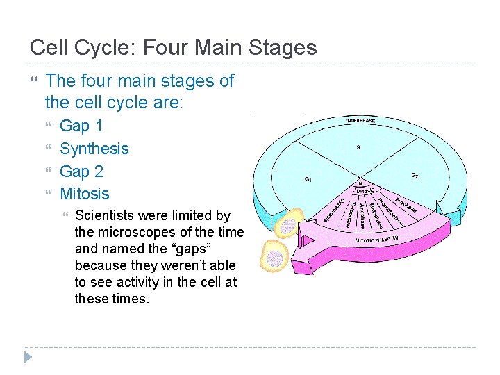 Cell Cycle: Four Main Stages The four main stages of the cell cycle are: