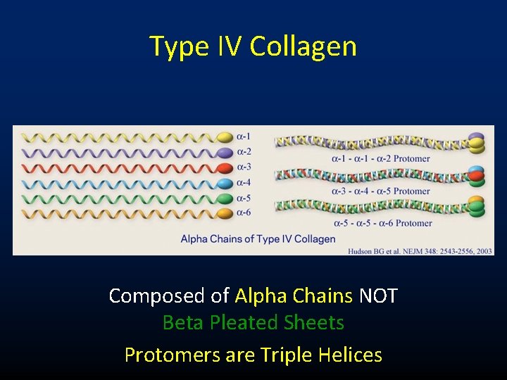 Type IV Collagen Composed of Alpha Chains NOT Beta Pleated Sheets Protomers are Triple