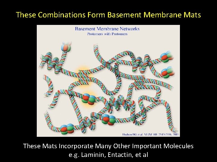 These Combinations Form Basement Membrane Mats These Mats Incorporate Many Other Important Molecules e.