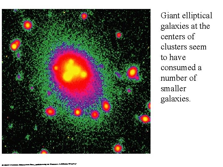 Giant elliptical galaxies at the centers of clusters seem to have consumed a number