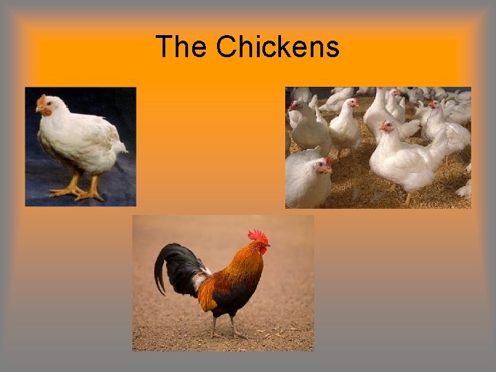 The Chickens 